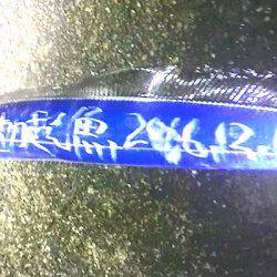 焼津港　連日太刀魚の釣果